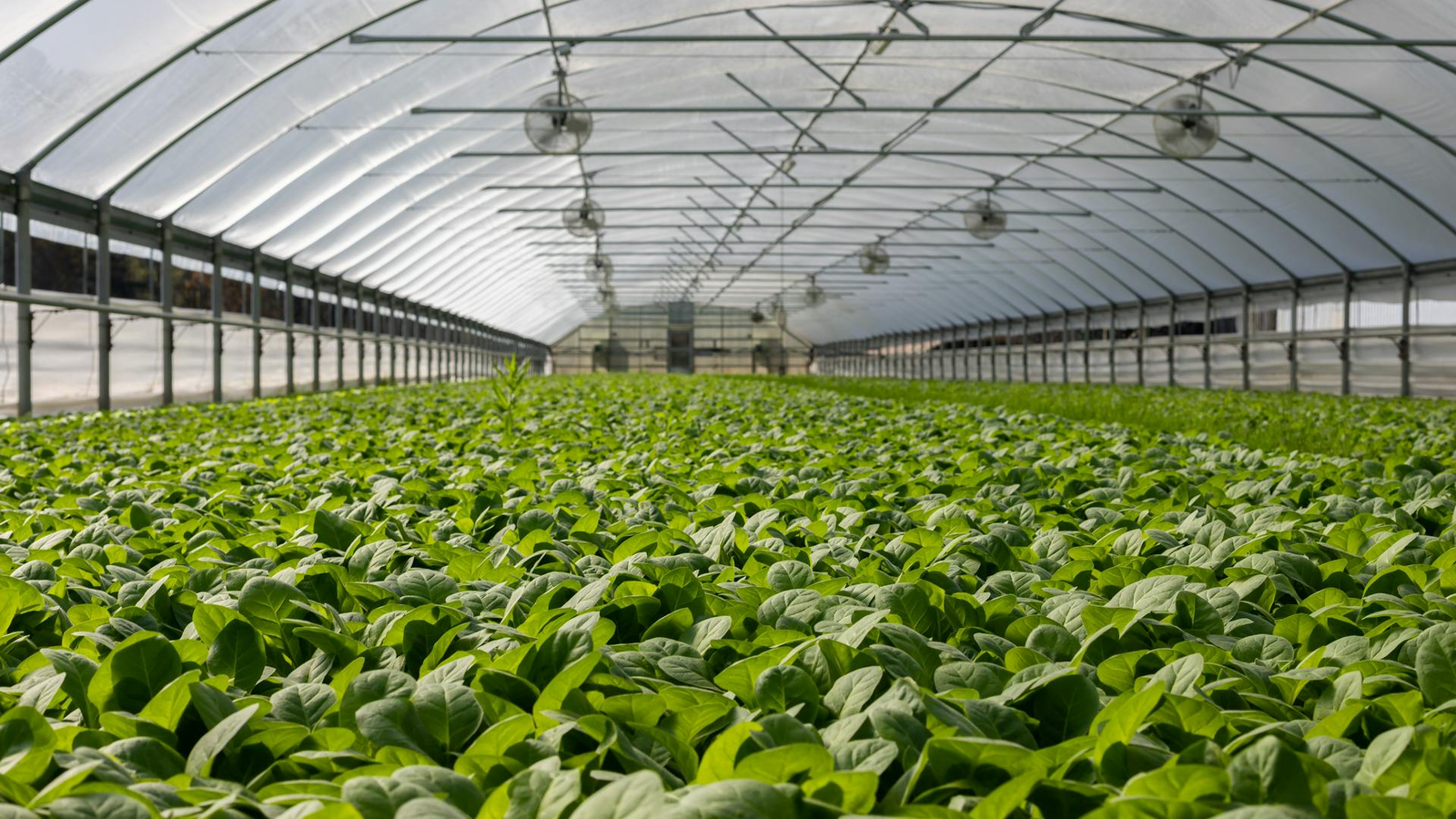 Soil Testing with Sensor and Crop Benefits